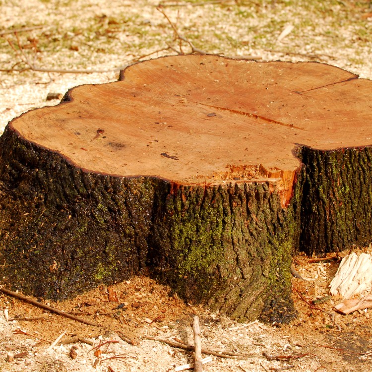 Stump Grinding Services in Conway, SC