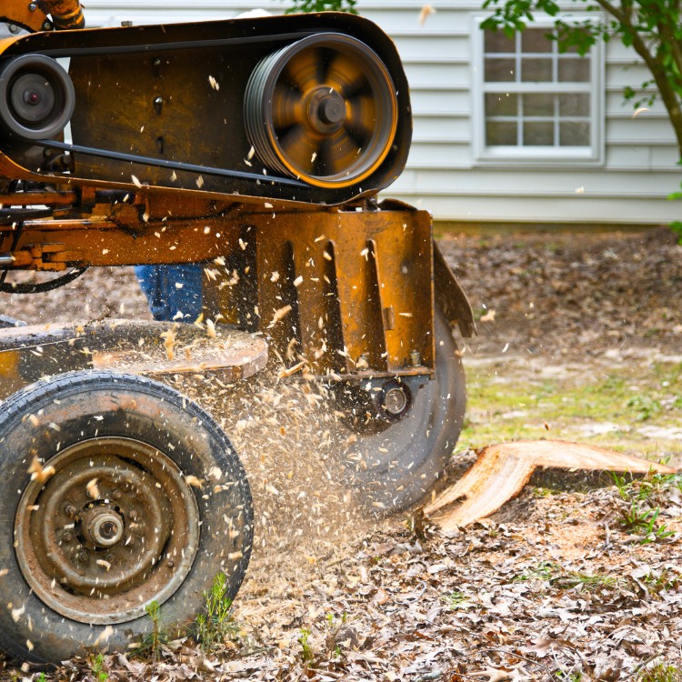 Stump Grinding Services in Conway, SC Stump Grinding Services in Conway, SC