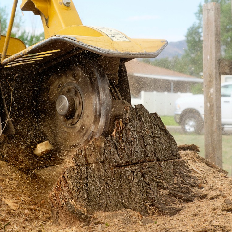 Stump Grinding Services in Conway, SC Stump Grinding Services in Conway, SC