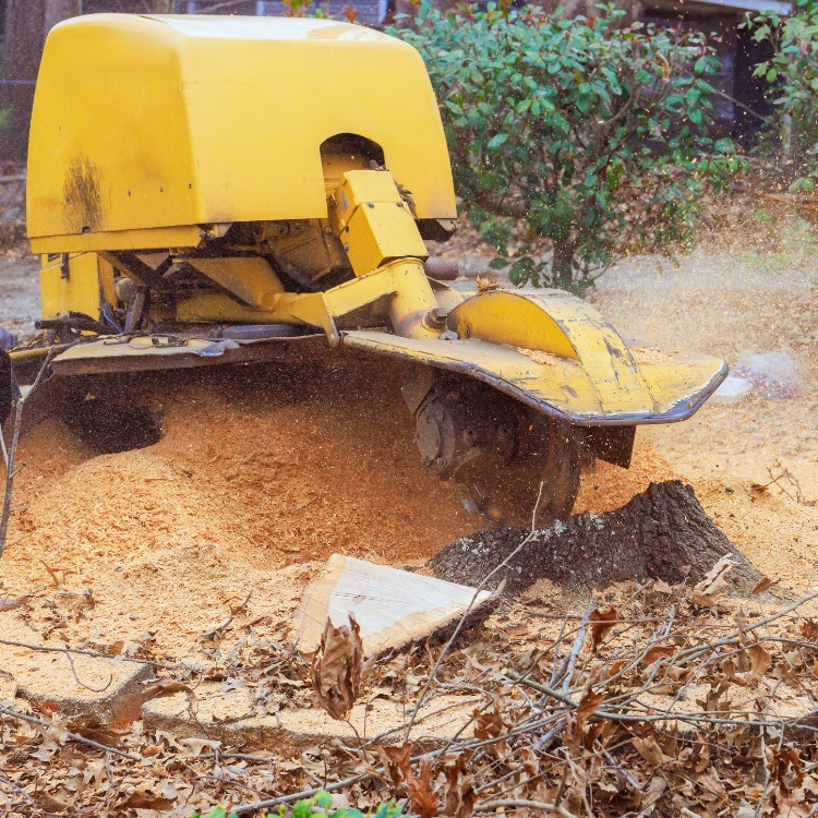Stump Grinding Services in Conway, SC Stump Grinding Services in Conway, SC