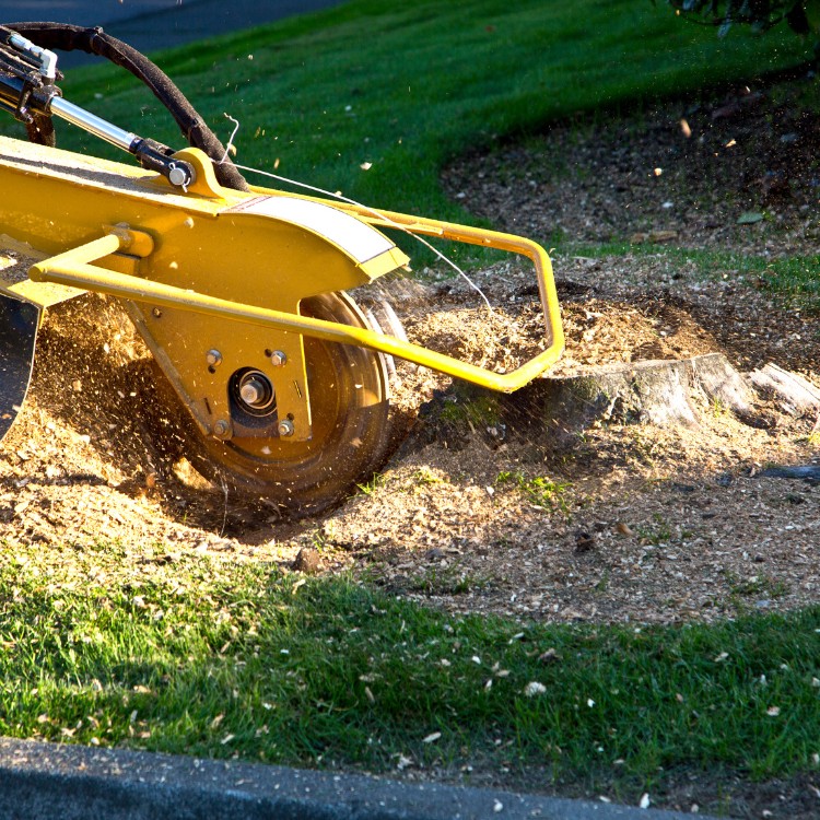Stump Grinding Services in Conway, SC Stump Grinding Services in Conway, SC