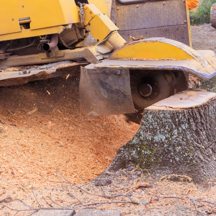 Stump Grinding Services in Conway, SC