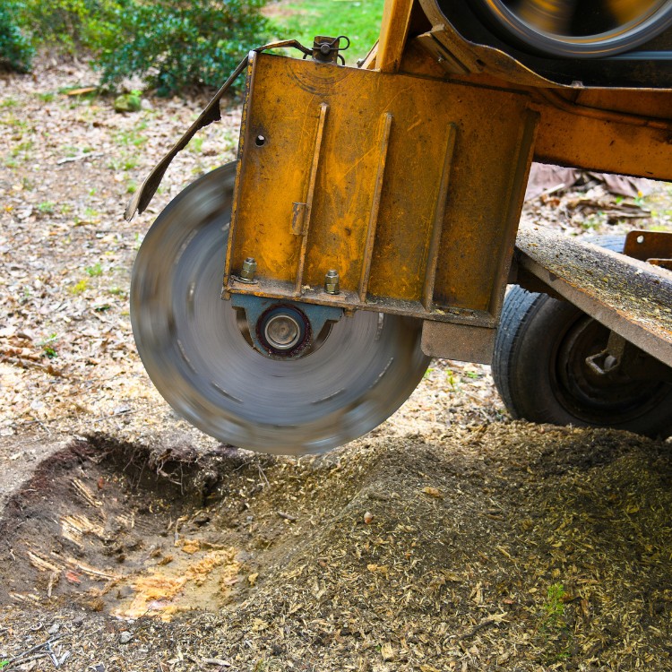 Stump Grinding Services in Conway, SC Stump Grinding Services in Conway, SC