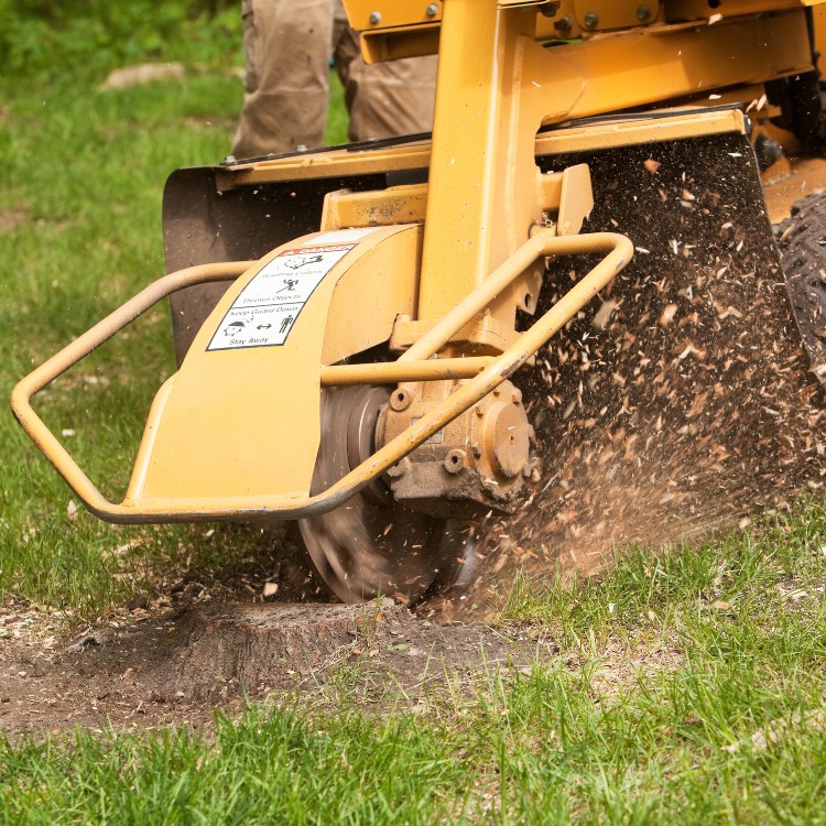 Stump Grinding Services in Conway, SC Stump Grinding Services in Conway, SC