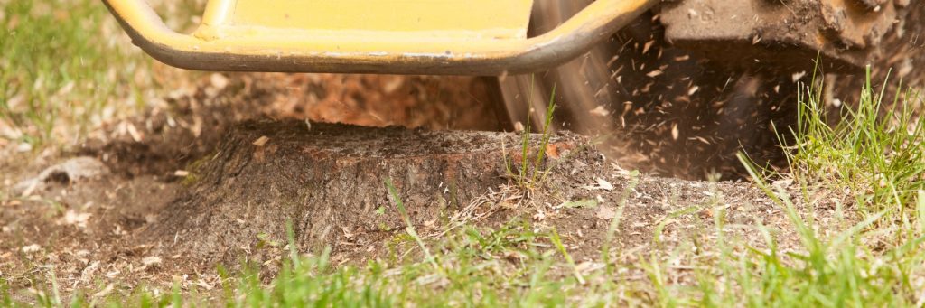 Stump Grinding Services in Conway, SC